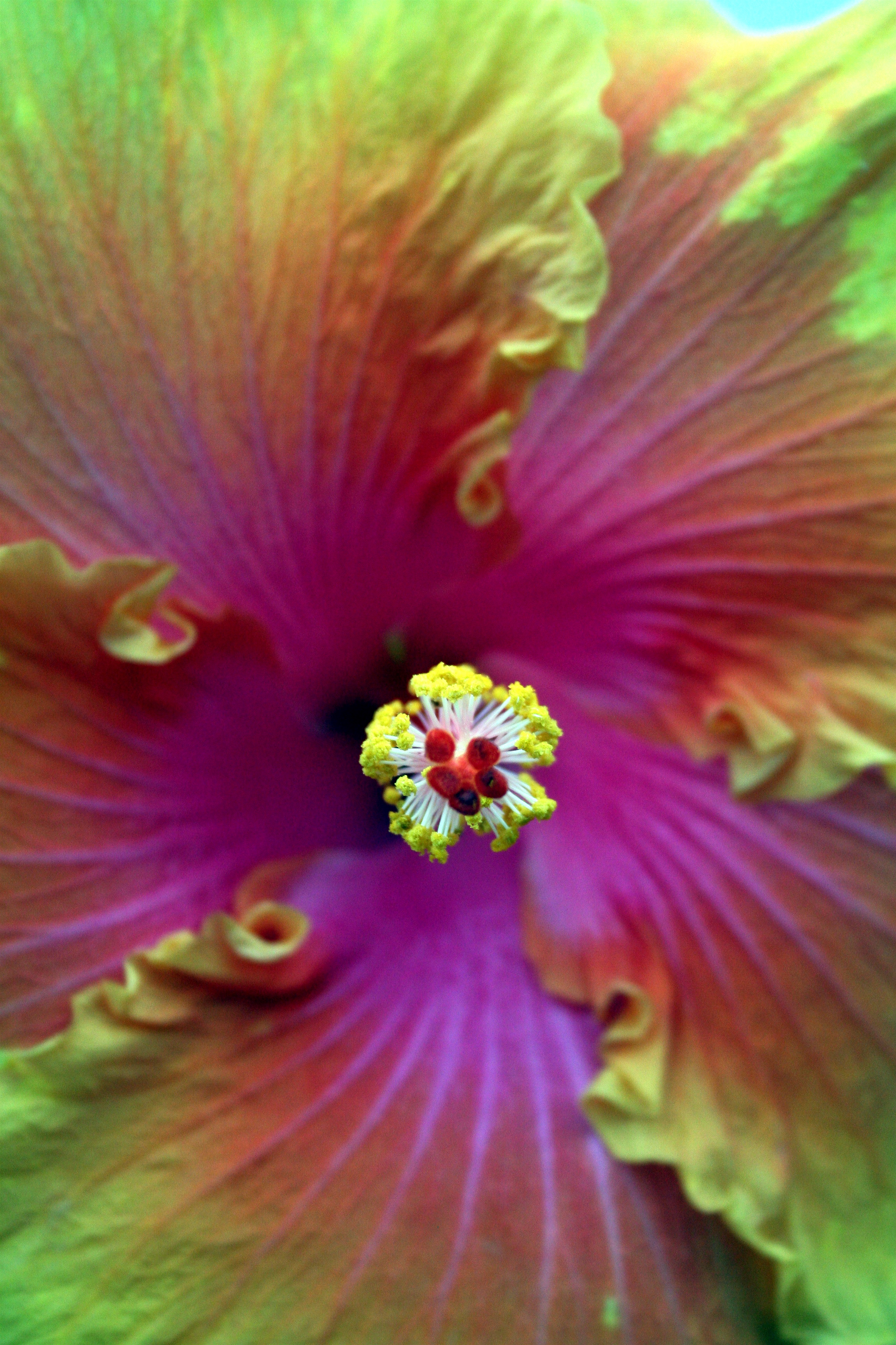 Image of the Week