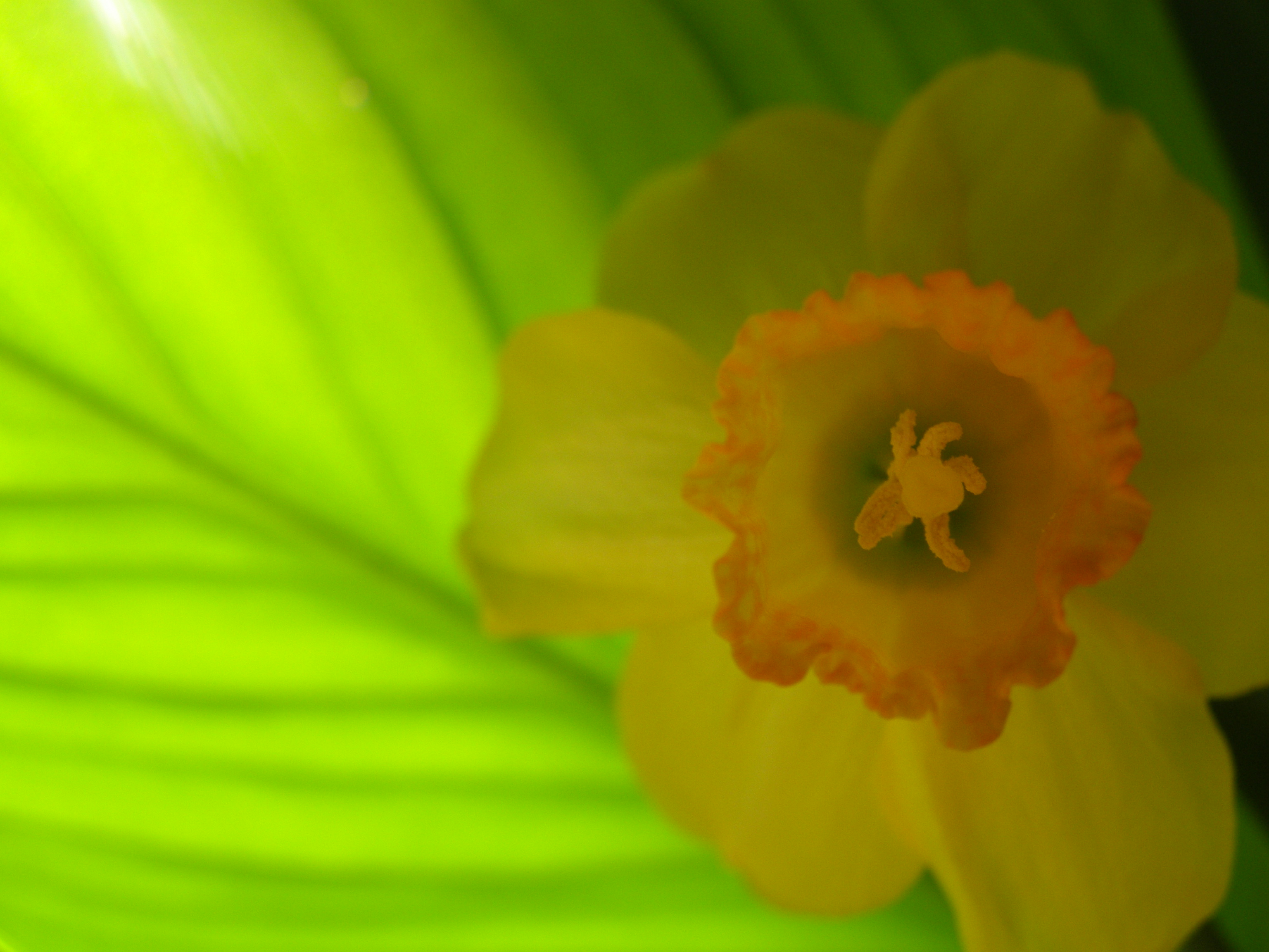 Image of the Week