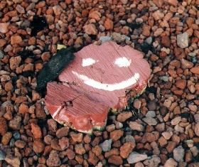 Image of the Week