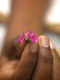 Image of the Week