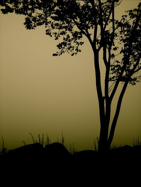 Image of the Week