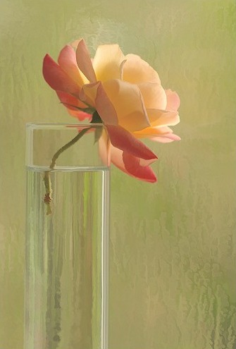 Image of the Week